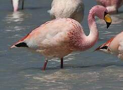 James's Flamingo