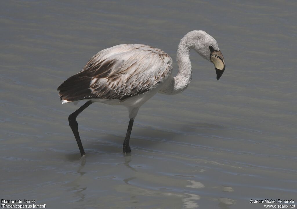 James's Flamingoimmature