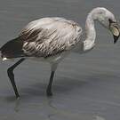 Flamant de James