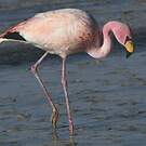 Flamant de James