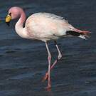 Flamant de James