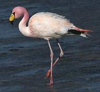 James's Flamingo