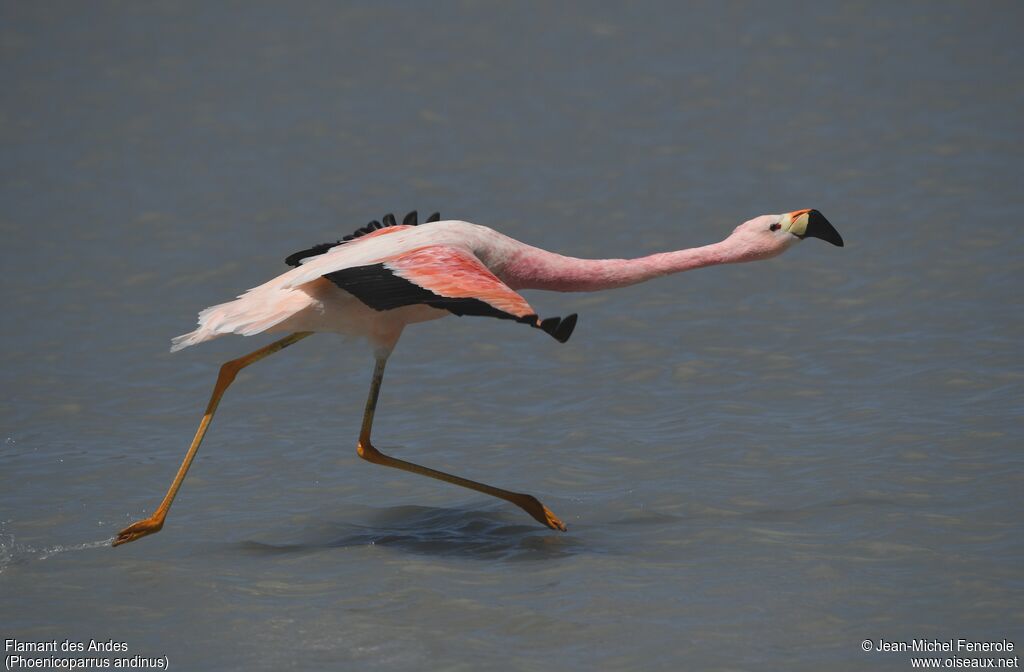 Flamant des Andes