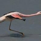 Flamant des Andes