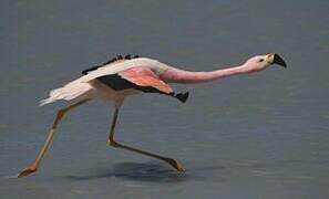 Andean Flamingo