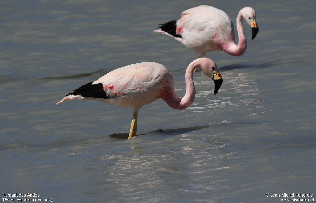 Andean Flamingo