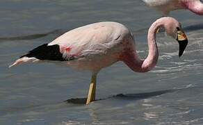 Andean Flamingo