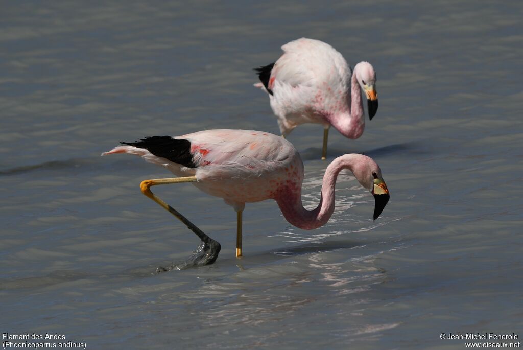 Andean Flamingo