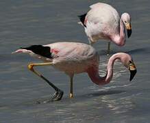 Andean Flamingo