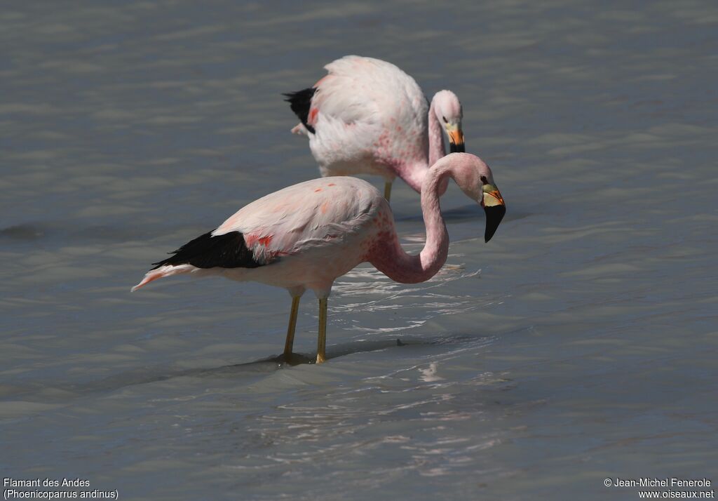 Andean Flamingo