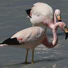 Flamant des Andes