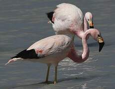 Andean Flamingo