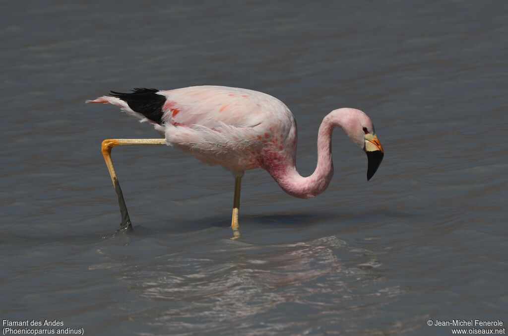 Andean Flamingo