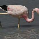 Flamant des Andes