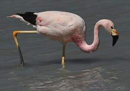 Andean Flamingo