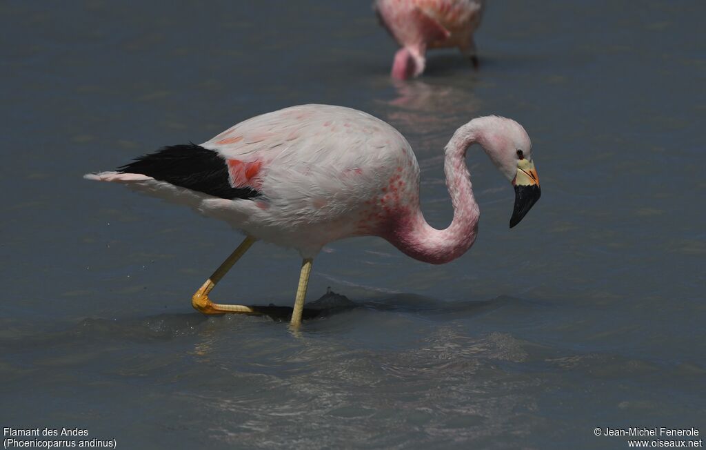 Andean Flamingo