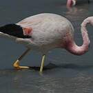 Flamant des Andes