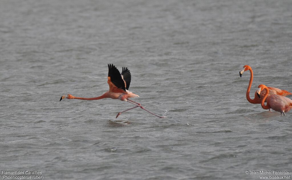 Flamant des Caraïbes