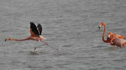 Flamant des Caraïbes