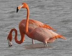 American Flamingo