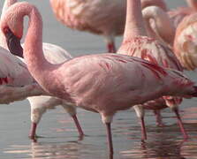 Lesser Flamingo