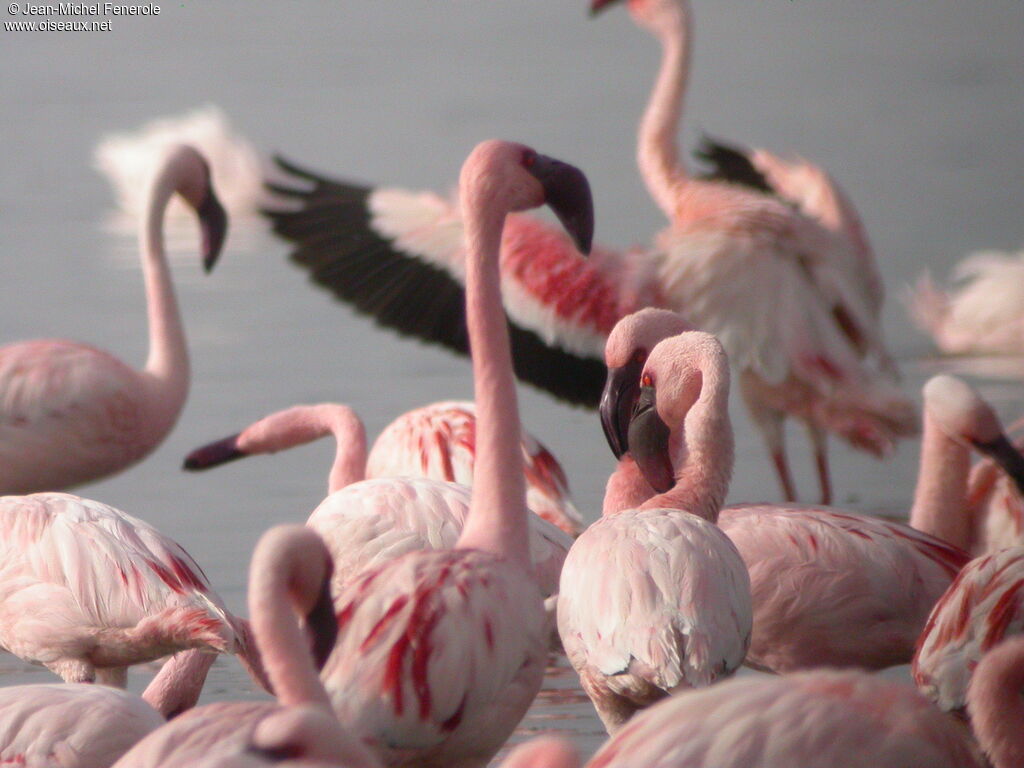 Lesser Flamingo