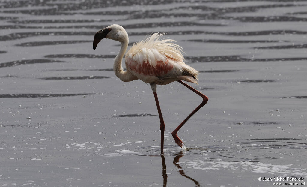 Lesser Flamingo