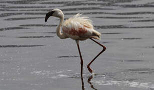 Lesser Flamingo