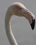 Greater Flamingo