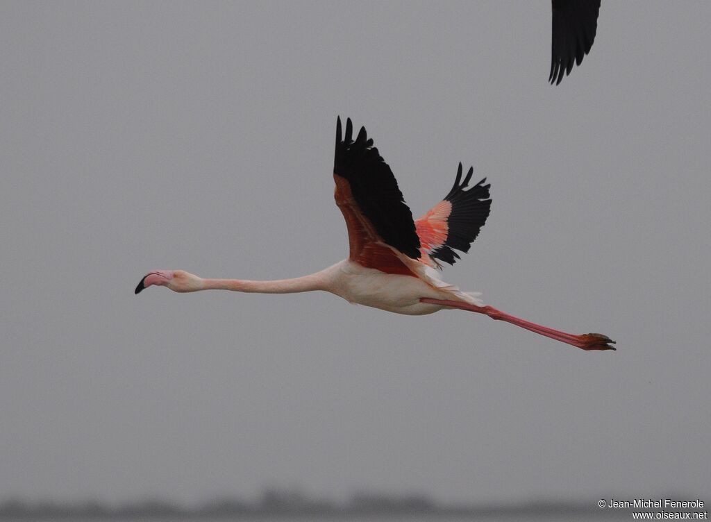 Greater Flamingo