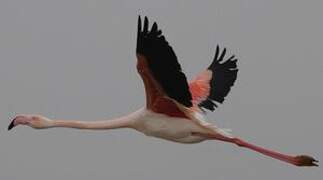 Flamant rose