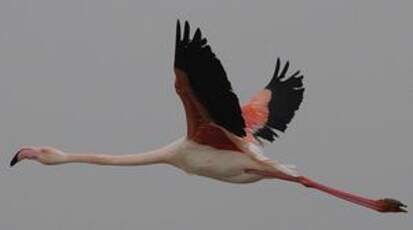 Flamant rose