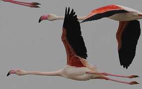 Greater Flamingo