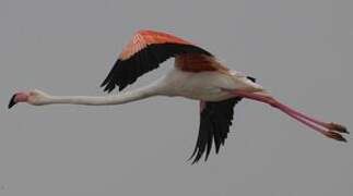 Greater Flamingo