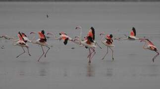 Greater Flamingo