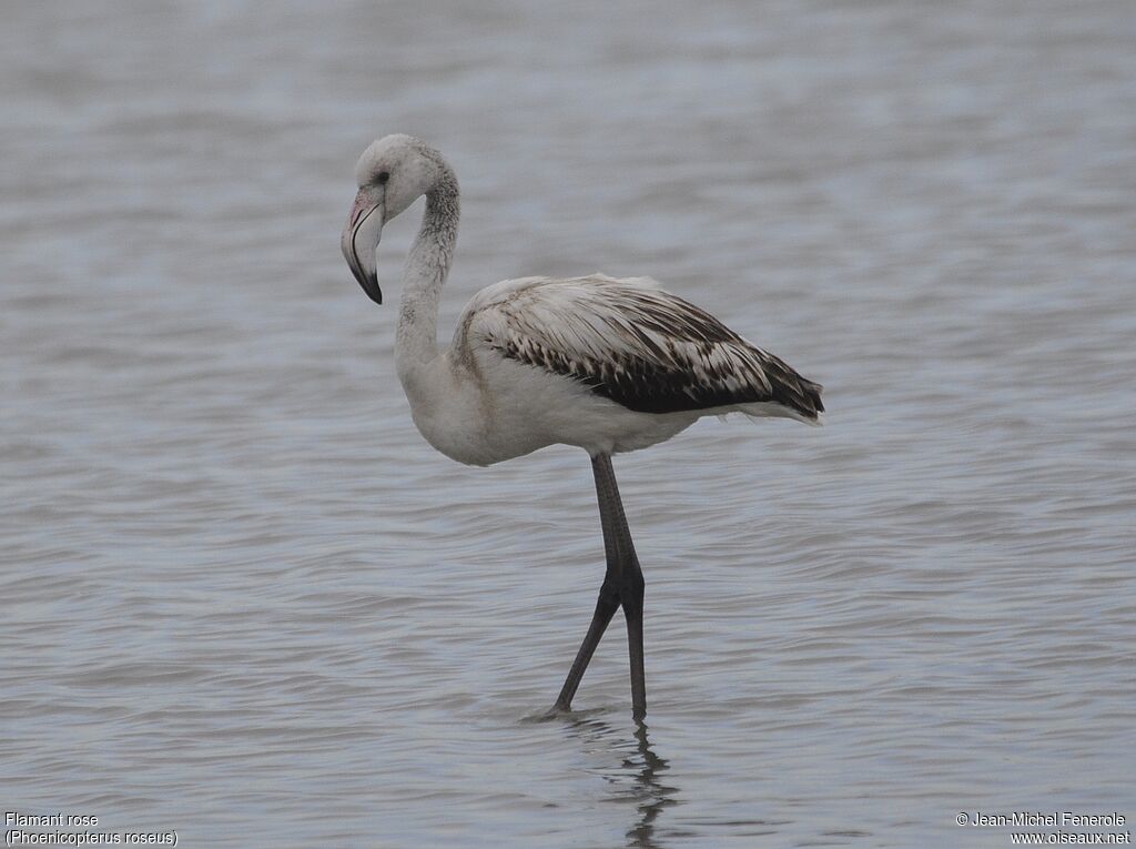 Flamant rose