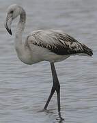 Greater Flamingo