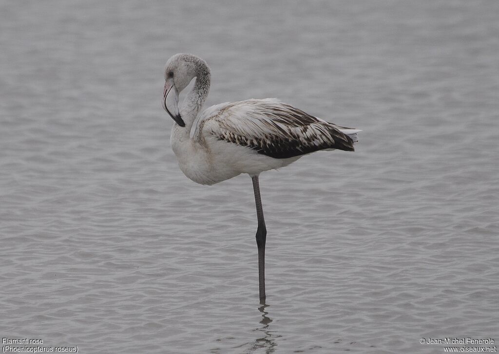 Greater Flamingo