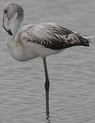 Greater Flamingo