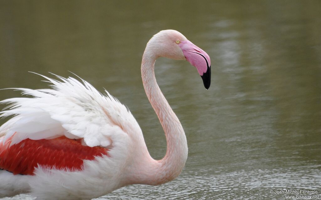 Greater Flamingo