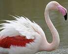 Flamant rose