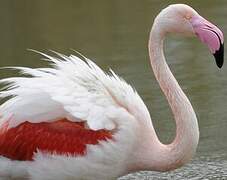 Greater Flamingo