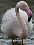 Flamant rose