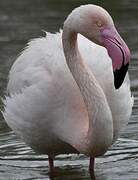 Flamant rose