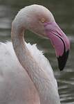 Flamant rose