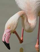 Flamant rose