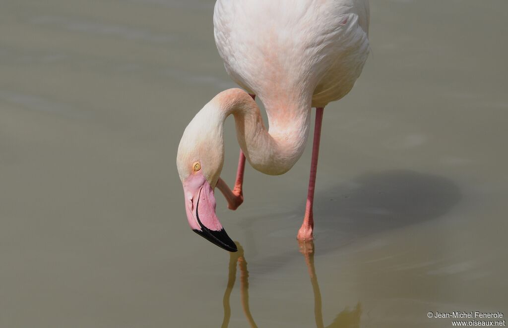 Greater Flamingo