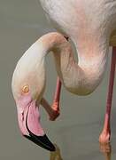 Flamant rose