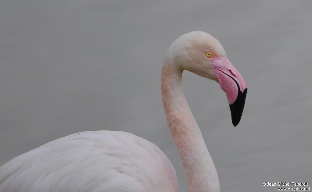 Flamant roseadulte, portrait