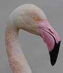 Flamant rose